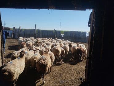 cins ineklerin satisi 2018: Qoyun sürüsü satılır - Naxırda saxlanılan iri sürü – şəkillərdə — 2
