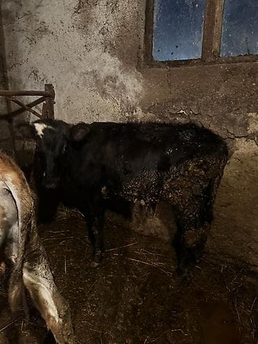 it adları erkək: 3 baş bordağa yararlı,sağlam erkək dana satılır. Qiymət birinə aiddir — 4