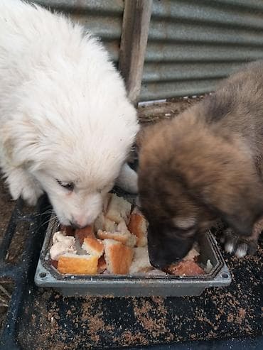 it qiz seksi: 3aylığ sağlam həyət itləri ağ di.idir qaraqəhvəyi erkəydi,ikisi bir — 1