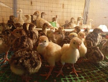 Changan: American bronz hinduşka balaları.anaları tam göy otlar qidalanır — 1