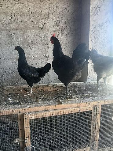 qril toyuq: Toyuq, Damazlıq — 3