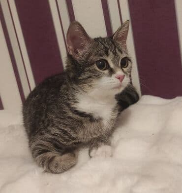 Gəmiricilər: Tabbi, Yaxşı əllərə — 3