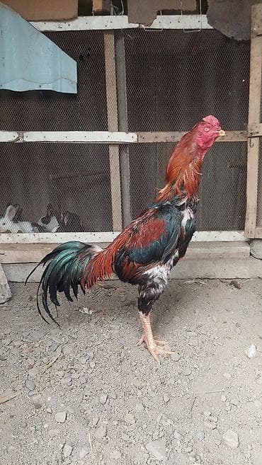 pisik ucuz: Xoruz, il: <1, Pulsuz çatdırılma — 1