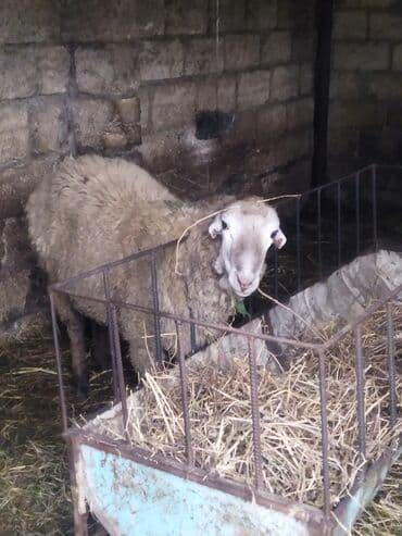 cins ineklerin satisi: Qoyunlar satılır – yerli təsərrüfatdan - Növ: qarışıq rəngli ət-yun — 1