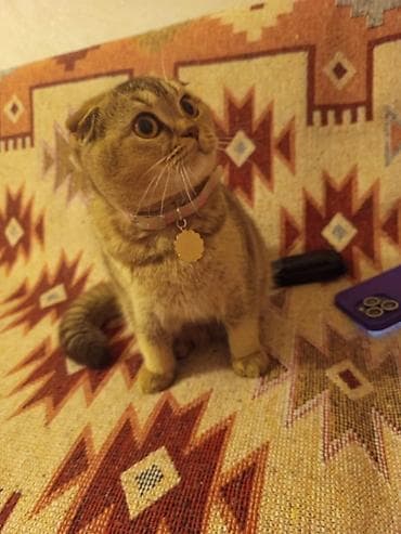 pisiy: Şotland yastı qulaq — 6