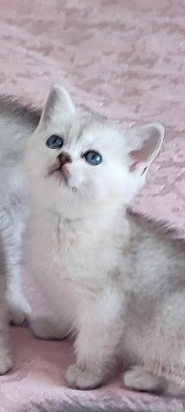 britan pisik: Britan — 3