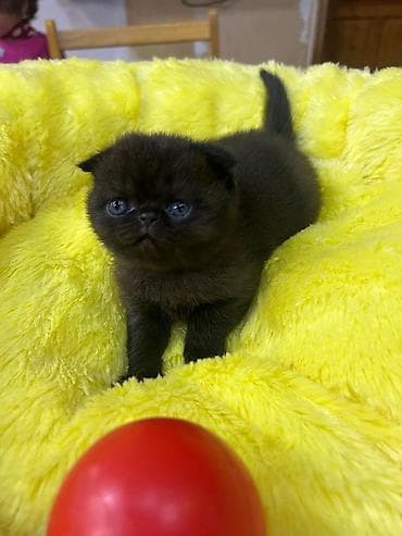 xamilyon heyvan: Ekzot — 2