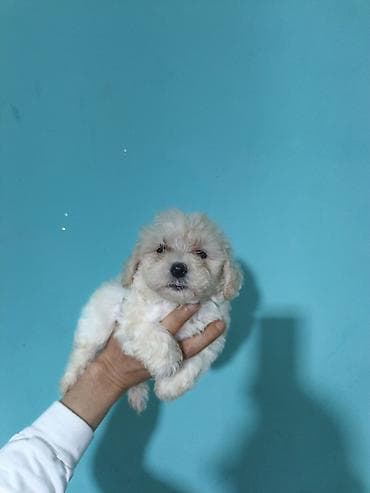 Salam maltipo balası tam sağlam erkek real alıcı əlaqə saxlasın temiz