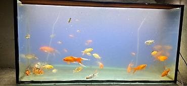 akvarium 90x40x50: Dördbucaq akvarium, Balıqlarla birlikdə, 288 l, Ünvandan götürmə — 1
