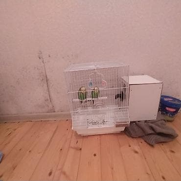 quş evi: Məhsul: Dalmatin naxışlı yaşıl-sarı rəngdə 2 ədəd dalğıc papuqay — 4