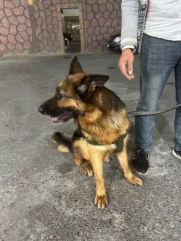 coban itlerinin satisi: Alman çoban iti, 2 il, Dişi, Peyvəndli, Pulsuz çatdırılma — 10