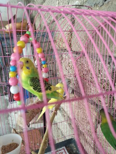 Papuqaylar biri 14 Azn erkey disi var