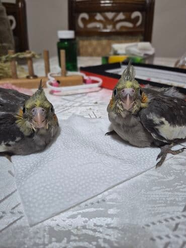 Pişiklər: Bozlar bir aylıqdı qiyməti 30 azn sarı 5 aylıq erkək qiyməti 45azn əl — 3