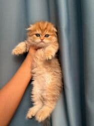 şinşila pişik: Qızıl şinşilla — 5