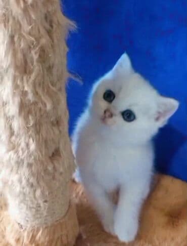 silver şinşilla: Britan, Dişi, Yaxşı əllərə, Ünvandan götürmə — 1