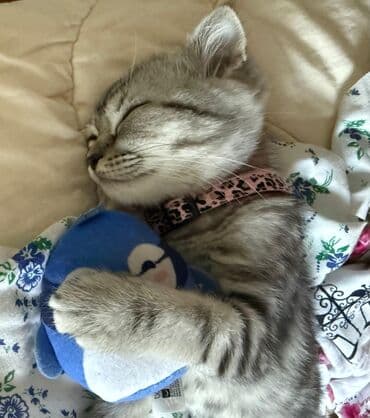 pişik boyunbağı: Şotland yastı qulaq — 4