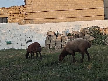Qazlar: 2eded Damazlıq– yerli cins satılır və ya kecilerle dəyişilir ünvan — 1