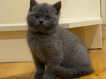 heyvan barınağı: Şotland yastı qulaq, Ünvandan götürmə, Pulsuz çatdırılma, Ödənişli çatdırılma — 7