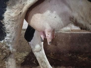 Pişiklər: Salam gördüyünüz bu iney 3 çi balanı dogmaqina 28 gün qalib 25 litir — 3