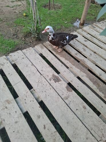 sort qazlar: Musk ördəkləri (hind ördəyi) satılır. Xüsusiyyətlər:her sort var lal — 8