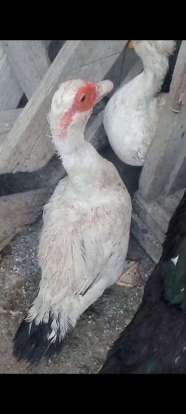 tutuquşu satışı: Qaz,ördek,xoruz satılır.ordekler Lal ve seslidir. tek tek de satılır — 4