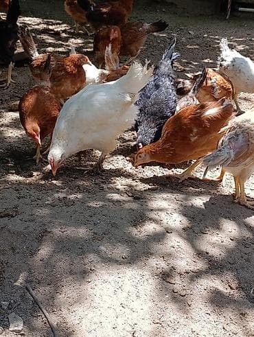 qumru quşu vikipediya: Məhsul: Yerli tam sağlam kənd toyuqları 3aylıq bütün vitaminləri — 8