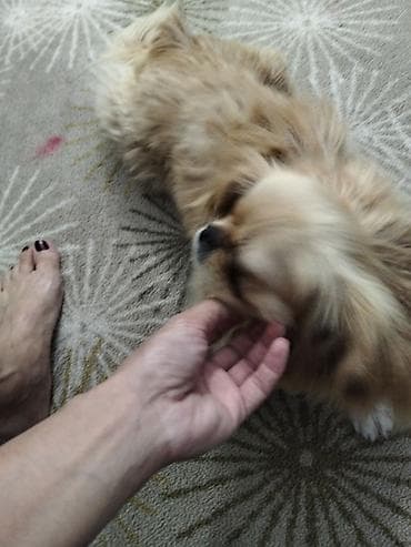 Pekines