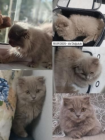 Птицы: Самка, В добрые руки, Платная доставка — 1