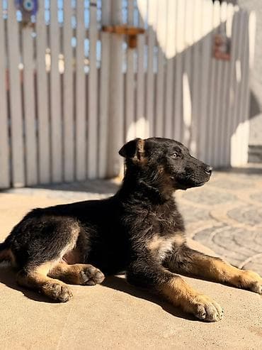 heyvan az: Alman çoban iti, Peyvəndli — 2