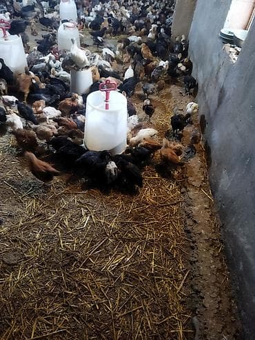 heyrati cuce: Toyuq, Damazlıq, Pulsuz çatdırılma — 3