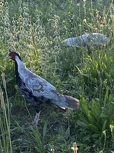 xacmaz heyvan bazari: Gümüş Fazan (Silver Pheasant) – dekorativ və nadir quş - Növ: Gümüş — 2