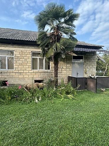 divar dekor: Satış üçün: Tək gövdəli dekorativ palma ağacı (Trachycarpus tipli) — 2