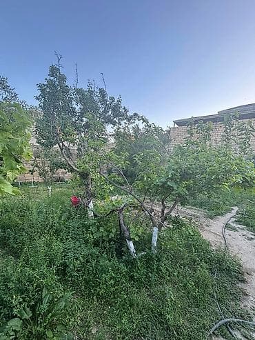 3 sot, Tikinti, Mülkiyyətçi, Kupça (Çıxarış)