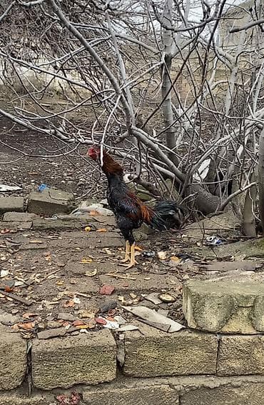 alman qurdu it: 11 aylıq sağlam boy buxunu yerində olan heyvandı . Aşağı qiymətə — 3