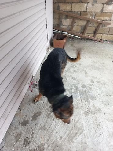 alman afcarkasi: Alman çoban iti — 3