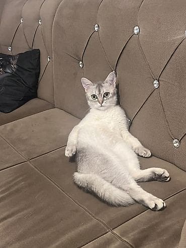 Животные: Шиншилла, Самец, В добрые руки — 2