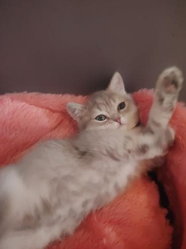 heyvan cantası: Qızıl şinşilla, Dişi, Yaxşı əllərə, Ünvandan götürmə — 4