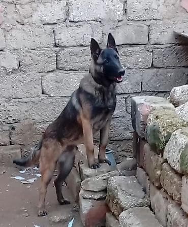 kokeltme dermani: Belçika çoban iti, 7 ay, Erkek, Peyvəndli, Ünvandan götürmə — 3