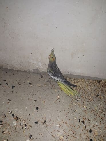 ucuz papuqaylar: Yeni yeme dusub esil ele orgetmeyin vaxtidi — 4