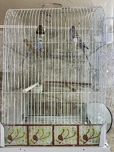 Животные: Quşlar sakit və bir-birinə uyğundurlar erkey dişiqəfəs böyükdür — 3