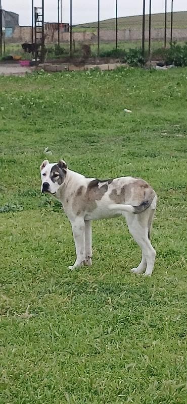 Qurdbasar, 6 ay, Dişi, Peyvəndli, Ödənişli çatdırılma