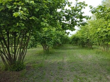 qalmaq serti ile: 65 sot, Biznes üçün, Kupça (Çıxarış), Bələdiyyə — 2