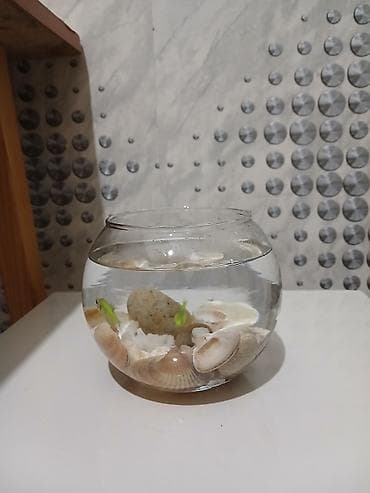 Pişiklər: Şüşə akvarium dekoru – mini balaca qlobus formalı akvarium baliglar 2 — 4