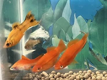 satiliq inekler: Sülhsevər, Ünvandan götürmə — 9