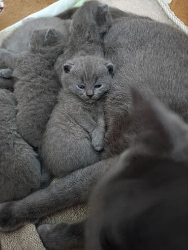 Çəngəllər: Boz rəngli, tüklü balaca pişik balaları - Növ: ev pişiyi (qısa tüklü — 5