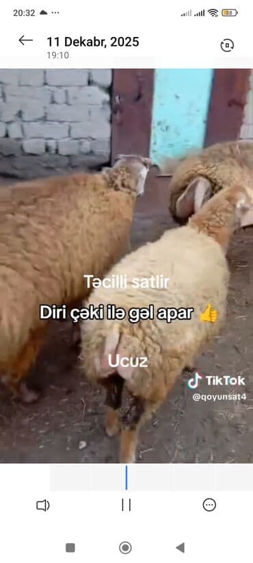 qala qocu: Qoyunlar – diri çəki ilə 7.50azn verilir super toxumluq həmdə keskiye — 2
