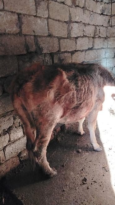 Dovşanlar: Məhsul:ana bala inək boğaz Təsvir: - Növ: Mal-qara, dana - Say: 1 baş — 1