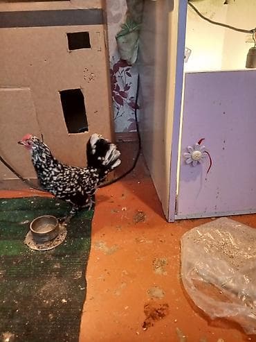 Toyuq, Damazlıq — 5