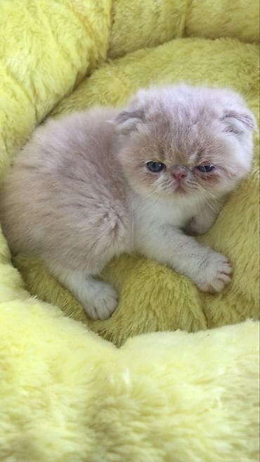 bala keçi: Yumşaq tüklü balaca pişiklər – ev heyvanı axtaranlar üçün ideal seçim! — 7