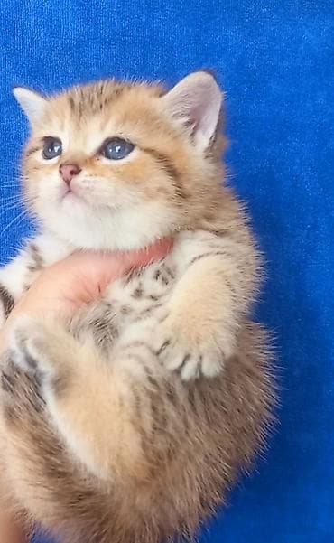 Qızıl şinşilla, Erkək, Yaxşı əllərə, Ünvandan götürmə — 4